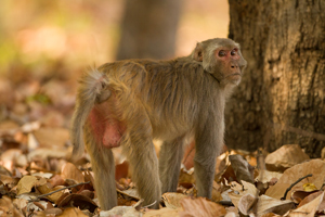 monkey